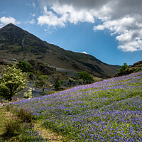 Buy canvas prints of Spring in the Rannerdale Valley  by Peter Bardsley