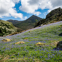 Buy canvas prints of Rannerdale in Spring by Peter Bardsley