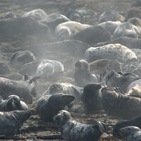 Buy canvas prints of Steaming seals by Peter Bardsley