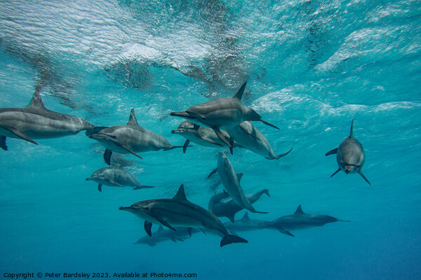 Pod of  Spinner Dolphins Picture Board by Peter Bardsley