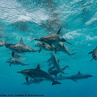 Buy canvas prints of Pod of  Spinner Dolphins by Peter Bardsley
