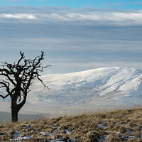 Buy canvas prints of Lonesome Pine by Peter Bardsley