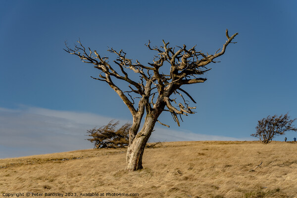 raptor perch on Great Mell fell Picture Board by Peter Bardsley