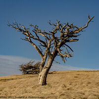 Buy canvas prints of raptor perch on Great Mell fell by Peter Bardsley
