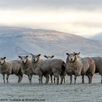 Buy canvas prints of Fellside sheep by Peter Bardsley