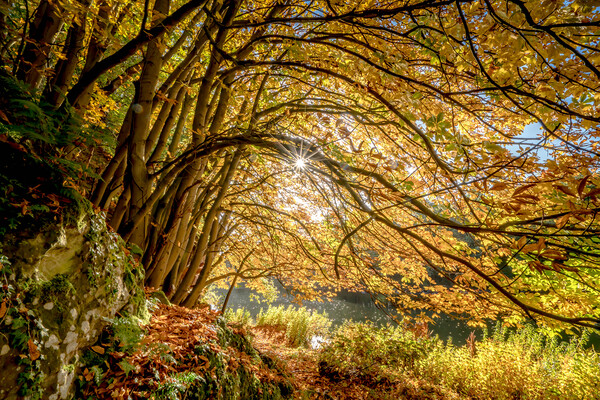 Golden beech trees Picture Board by Peter Bardsley