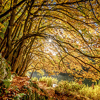 Buy canvas prints of Golden beech trees by Peter Bardsley