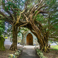 Buy canvas prints of yew tree archway by Peter Bardsley