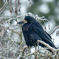 Buy canvas prints of Rook on a frosty day by Peter Bardsley