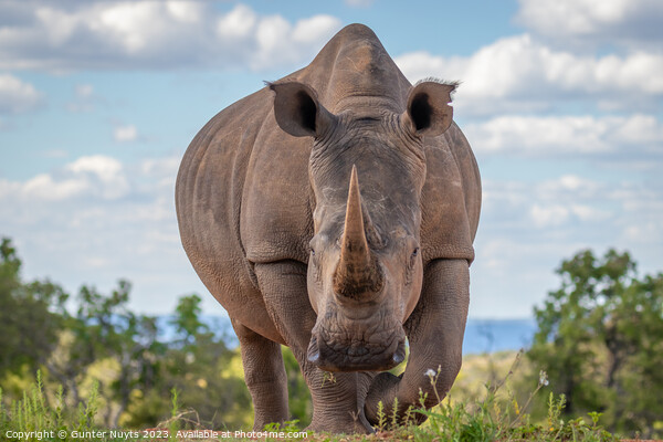 A rhinoceros standing in front of the camera Picture Board by Gunter Nuyts