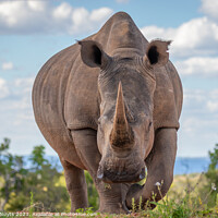 Buy canvas prints of A rhinoceros standing in front of the camera by Gunter Nuyts