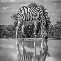 Buy canvas prints of A zebra drinking at a waterhole by Gunter Nuyts