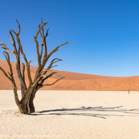 Buy canvas prints of Dead tree at Deadvlei. by Gunter Nuyts