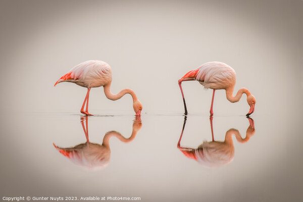 Flamingos in the fog with reflection Picture Board by Gunter Nuyts