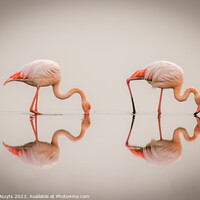 Buy canvas prints of Flamingos in the fog with reflection by Gunter Nuyts