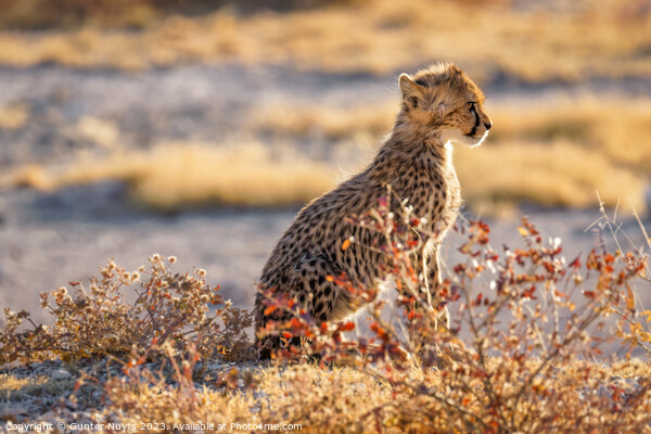 A portrait of a cheetah cub  Picture Board by Gunter Nuyts