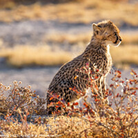 Buy canvas prints of A portrait of a cheetah cub  by Gunter Nuyts