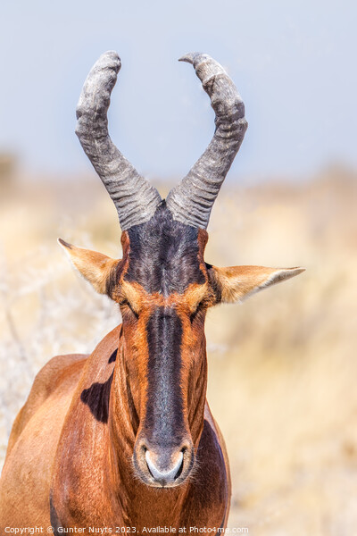 A portrait of a red hartebeest Picture Board by Gunter Nuyts