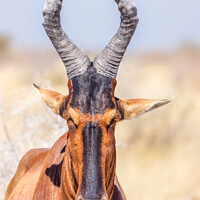 Buy canvas prints of A portrait of a red hartebeest by Gunter Nuyts