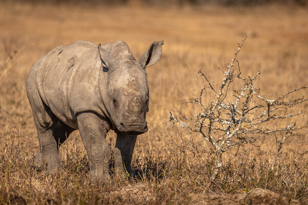 White rhinoceros calf looking at the camera Picture Board by Gunter Nuyts