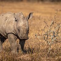 Buy canvas prints of White rhinoceros calf looking at the camera by Gunter Nuyts