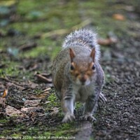 Buy canvas prints of A squirrel coming at you. by Infallible Photography