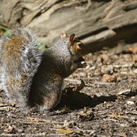 Buy canvas prints of A squirrel eating by Infallible Photography