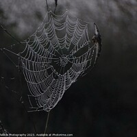 Buy canvas prints of Web Dew  by Infallible Photography