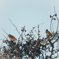 Buy canvas prints of birds sitting on a branch by Infallible Photography