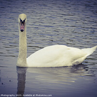 Buy canvas prints of Swan by Infallible Photography