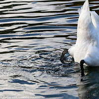 Buy canvas prints of Swan drinking by Martin fenton