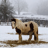 Buy canvas prints of Cold horse by Martin fenton