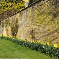 Buy canvas prints of Daffodils in a row by Martin fenton