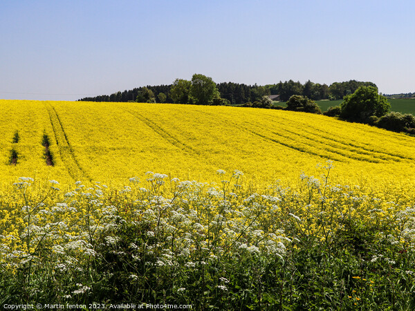 Yellow Cotswolds field Picture Board by Martin fenton