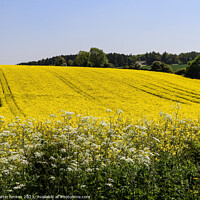 Buy canvas prints of Yellow Cotswolds field by Martin fenton