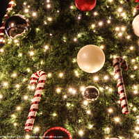 Buy canvas prints of Splendid Christmas tree by Martin fenton