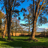 Buy canvas prints of Cotswolds trees and fields by Martin fenton
