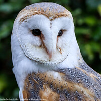 Buy canvas prints of Barn Owl close up by Martin fenton