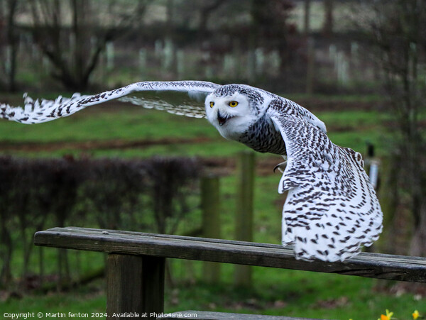 Snowy Owl taking off Picture Board by Martin fenton