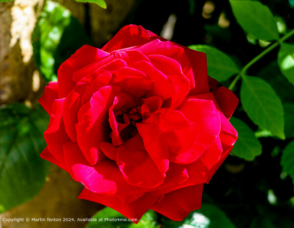 Red Hybrid Tea Rose: Detailed Garden Beauty Picture Board by Martin fenton