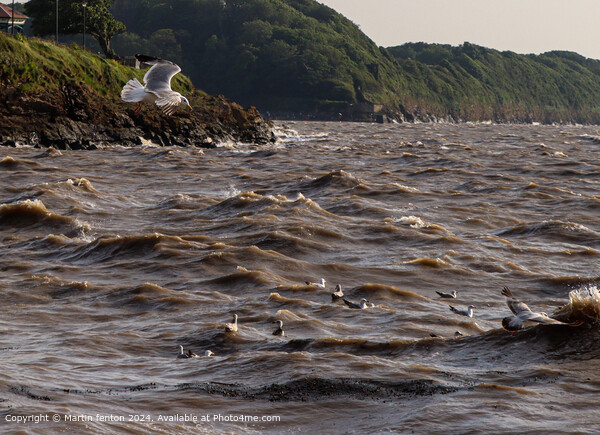 Clevedon Bay Seagulls Picture Board by Martin fenton