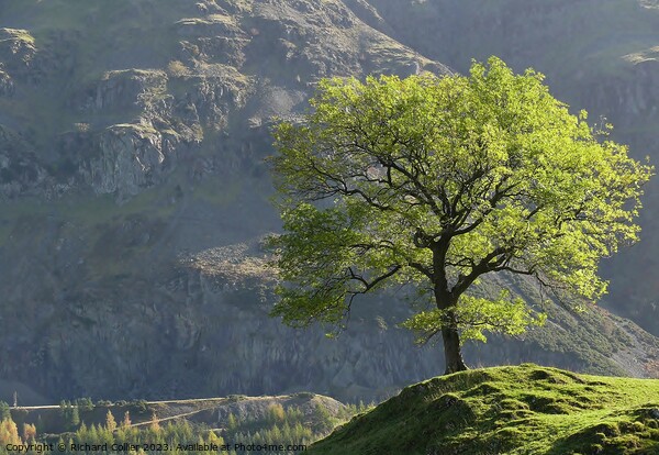 Lone Tree in St Johns In The Vale Picture Board by Richard Collier