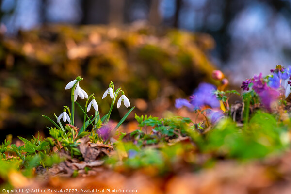 Common snowdrops Galanthus nivalis blooms on the forest floor, w Picture Board by Arthur Mustafa