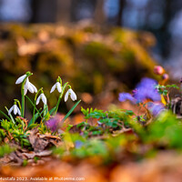 Buy canvas prints of Common snowdrops Galanthus nivalis blooms on the forest floor, w by Arthur Mustafa