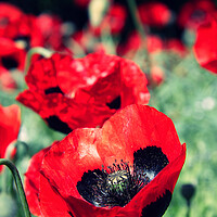 Buy canvas prints of Red poppies. by Jim Allan