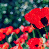 Buy canvas prints of Red Poppies. by Jim Allan