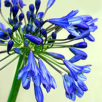 Buy canvas prints of Blue Agapanthus Flower by Jim Allan