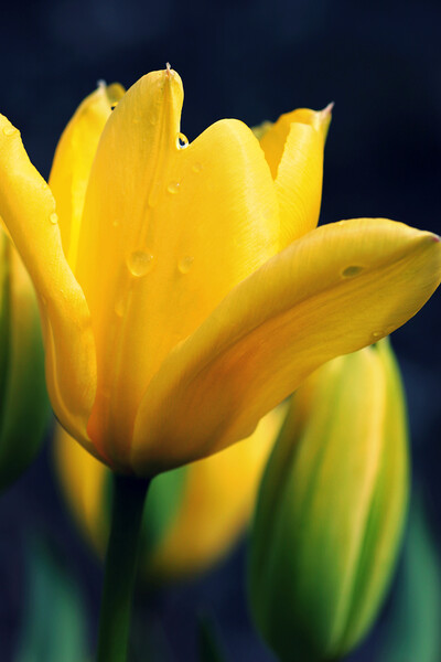 Raindrops on a Yellow Tulip Picture Board by Jim Allan