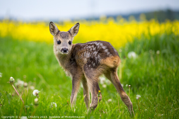 Young wild roe deer in grass, Capreolus capreolus. New born roe  Picture Board by Lubos Chlubny