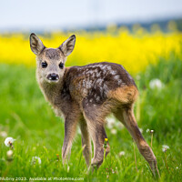 Buy canvas prints of Young wild roe deer in grass, Capreolus capreolus. New born roe  by Lubos Chlubny